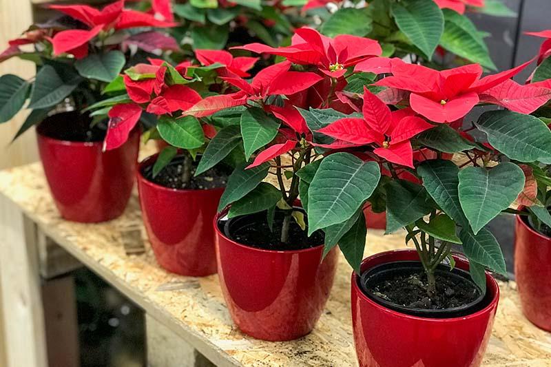 How to Propagate Poinsettia Plants from Cuttings | Gardener's Path