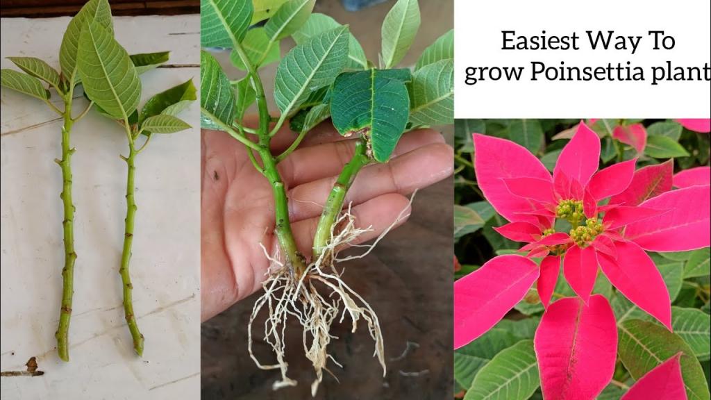 How to grow Poinsettia Plant | Poinsettia Cuttings Propagation in easiest way - YouTube
