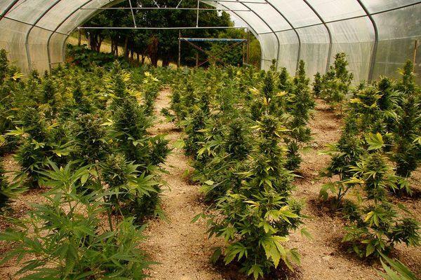 What Is The Best Soil To Use For Growing Marijuana In A Greenhouse