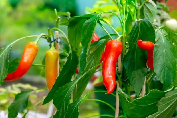 7 garden tips for growing peppers in Southern California – Orange County Register