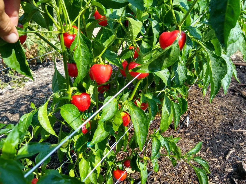 Growing peppers in Southern California - Greg Alder's Yard Posts: Southern California food gardening