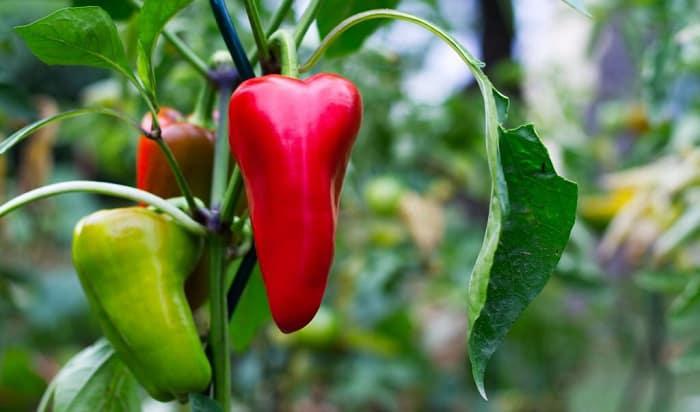 When to Plant Bell Peppers in Southern California (SC)