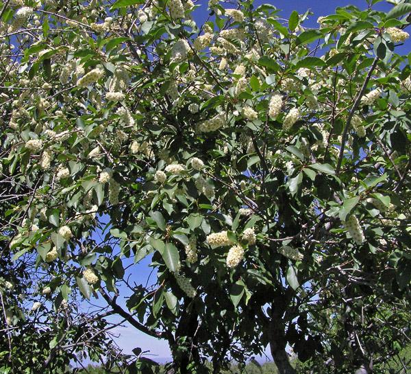 Southwest Colorado Wildflowers, Prunus virginiana
