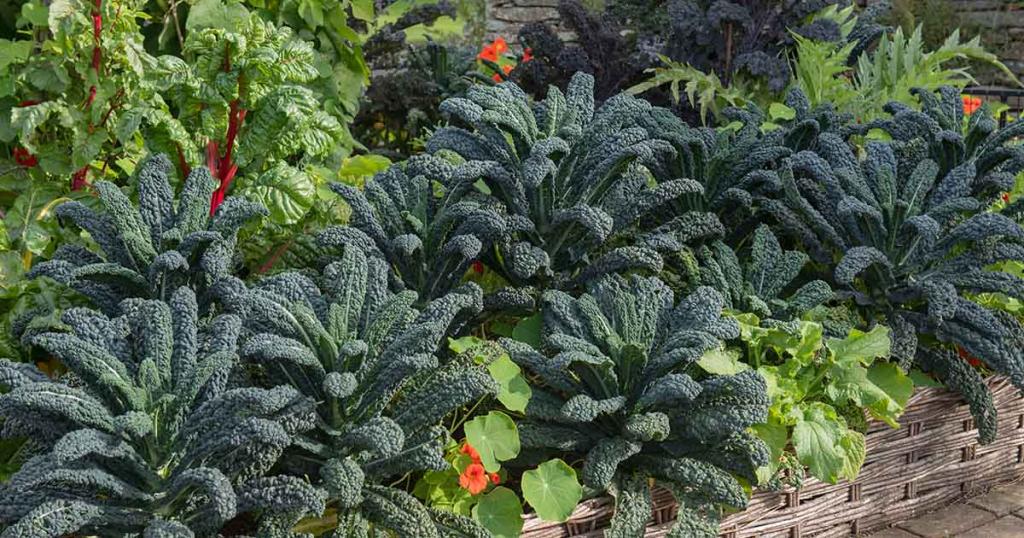 The Best Companion Plants to Grow with Kale | Gardener's Path