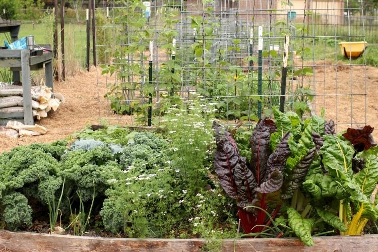 Guide to Kale Companion Plants and Benefits - Plants Spark Joy