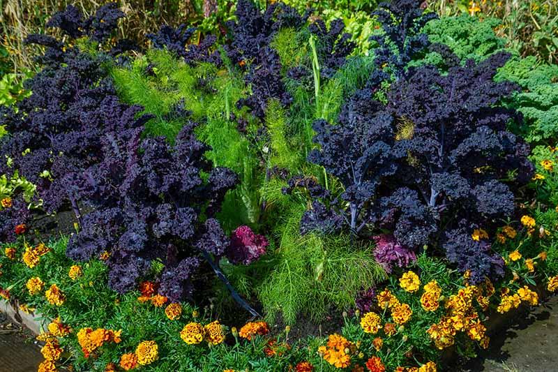 The Best Companion Plants to Grow with Kale | Gardener's Path