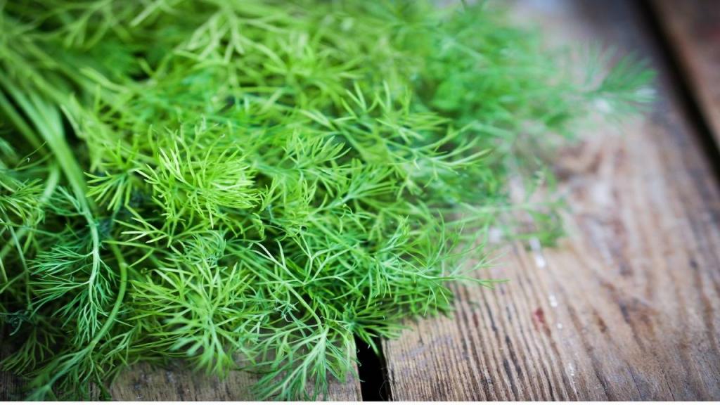5 reasons why you should add dill leaves to your dishes | The Times of India