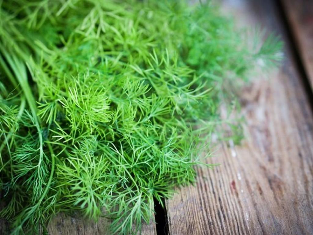 How Dill leaves can be a great help in your weight-loss journey