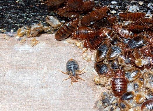 Do Bed Bug Stinks When You Kill Them