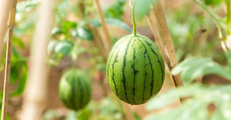 Do Watermelons Grow On Trees? (Quick Read)