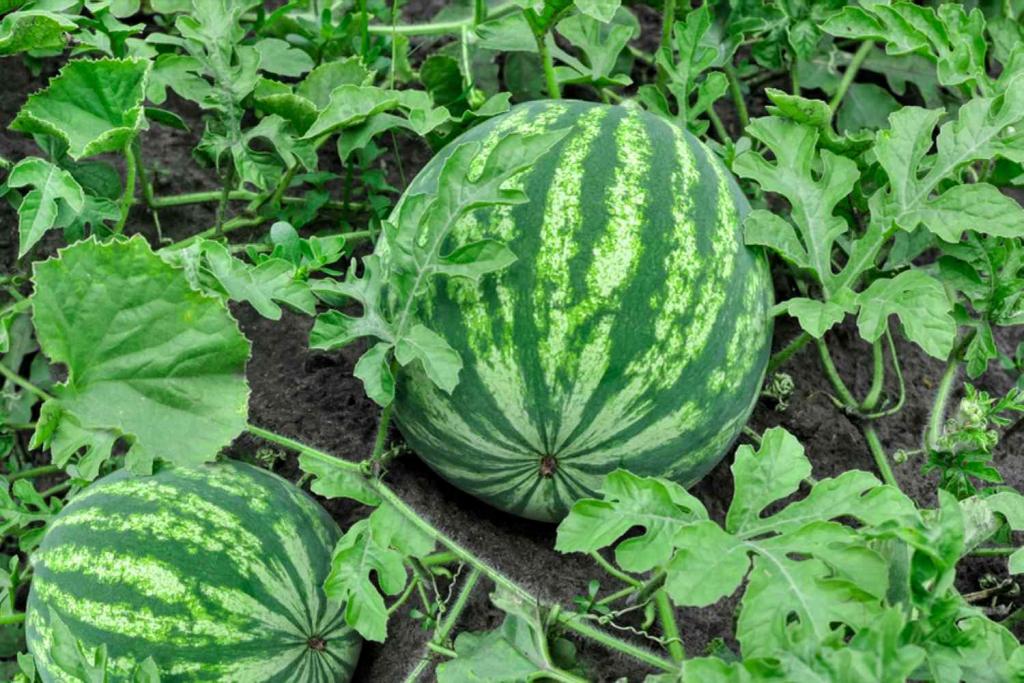 How to Grow and Care for Watermelon