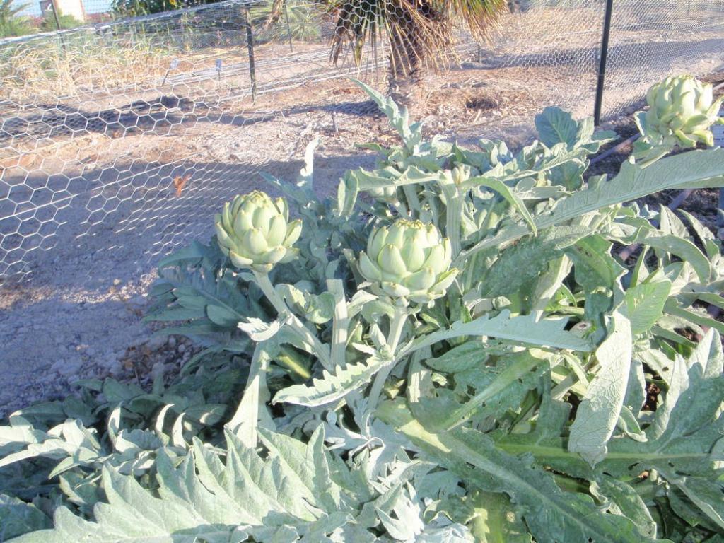 Growing artichokes in the desert can be a challenge | Las Vegas Review-Journal