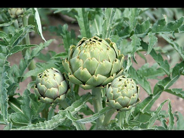 How to Grow Artichokes Start to Finish - Complete Growing Guide - YouTube