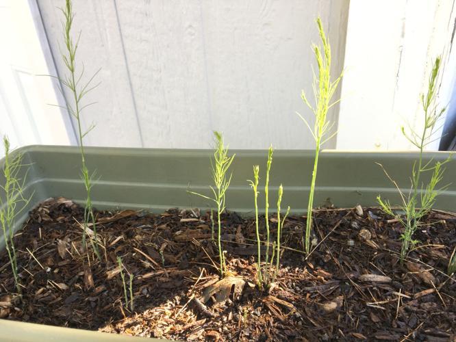 Tips for raising asparagus | Outdoors And Gardening | wmicentral.com