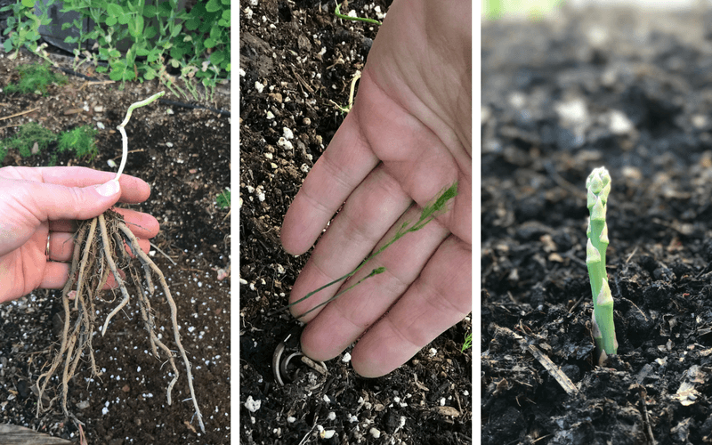 Six Things to Know Before You Plant Asparagus