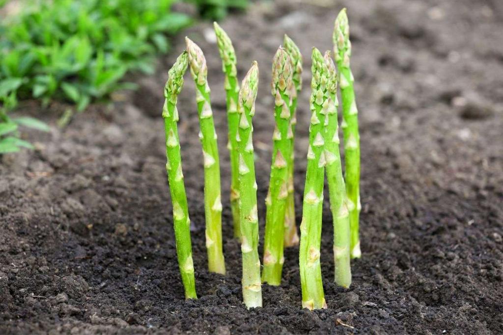 Step By Step Guide: How To Grow Asparagus From Store Bought Asparagus Crowns - Aker