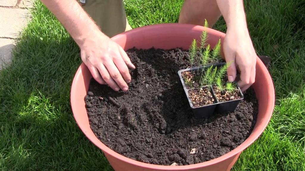 How to Grow Asparagus In Containers - Complete Growing Guide - YouTube