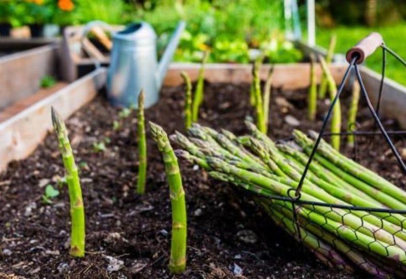 How To Grow Asparagus In A Container: Complete Growing Guide