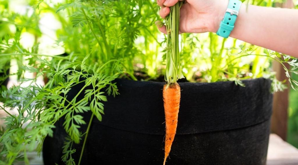 How to Grow Carrots in Pots or Containers [Step by Step Guide]