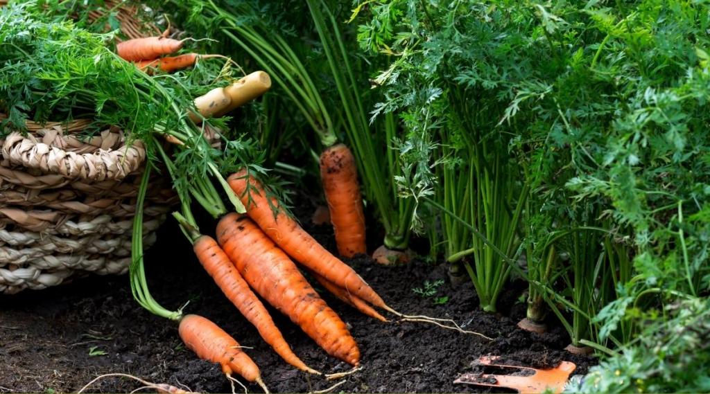15 Tips For Growing Carrots in Hot and Arid Desert Climates
