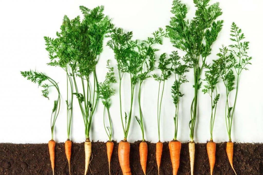 Step By Step Guide: How To Grow Carrots - Aker