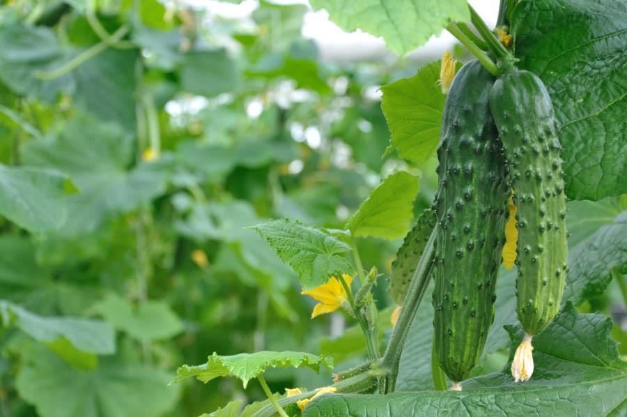 3 Tips for Growing Cucumbers in Coastal Southern California