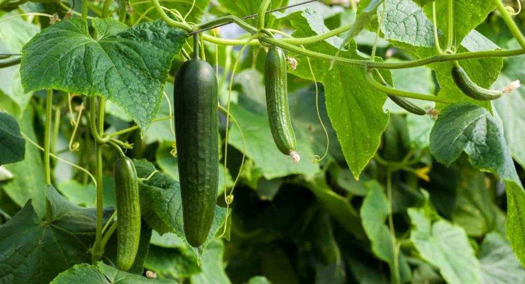 Guide to Growing Cucumbers in California: In Containers, Backyard, Summer, and Winter