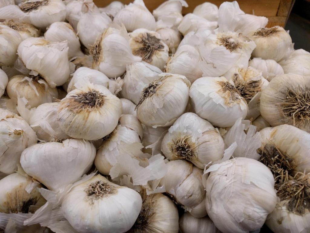Growing garlic in Southern California - Greg Alder's Yard Posts: Southern California food gardening