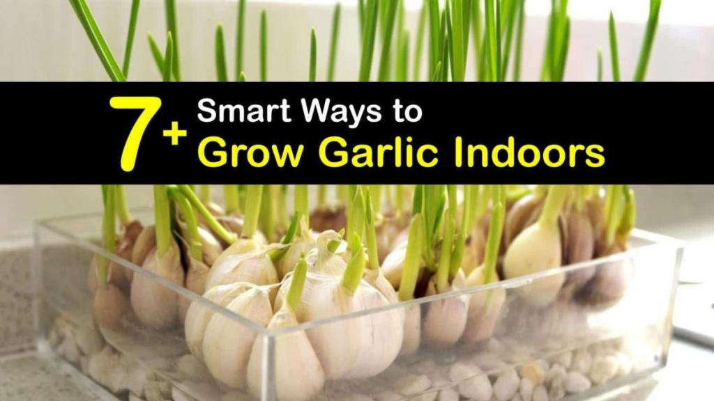 7+ Smart Ways to Grow Garlic Indoors