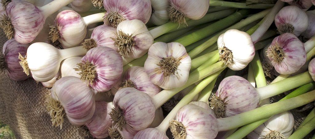 The Beginner's Guide to Making Money Growing Garlic | GroCycle