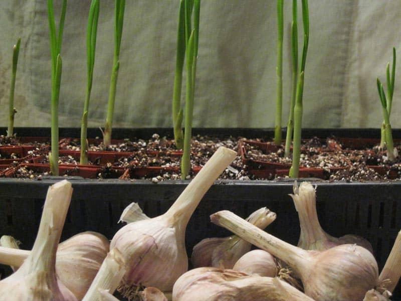 Effective Hacks for Growing Garlic Indoors - Hort Zone
