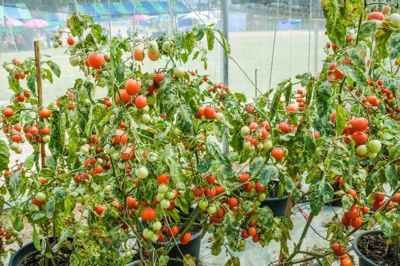 Growing Tomatoes In Montana - Krostrade