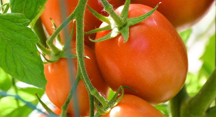 10 BEST Tomatoes to Grow in Montana (2023) - The Gardening Dad