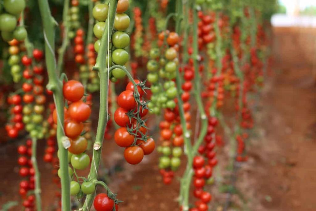How to Start Tomato Farming in the USA: A Step-by-Step Production Guide to Planting to Harvesting