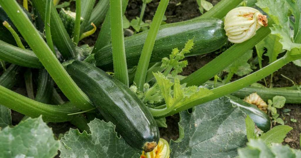 How to Plant and Grow Zucchini Squash | Gardener's Path