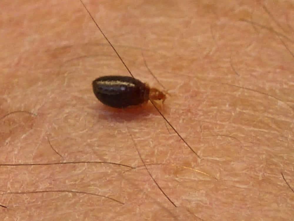 How Long Can Bed Bugs Live Without Food? - PestSeek