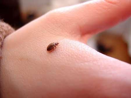 How Long Can Bed Bugs Live Without Food? - Surprisingly Long - The Pest Informer