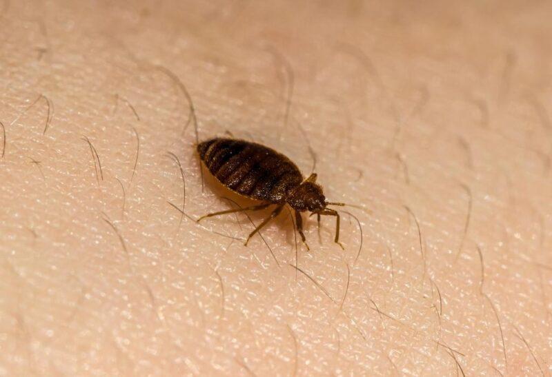 How Long Can Bed Bugs Live Without A Host? Helpful Information