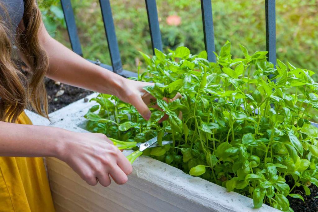 How To Harvest Basil Without Killing the Plant