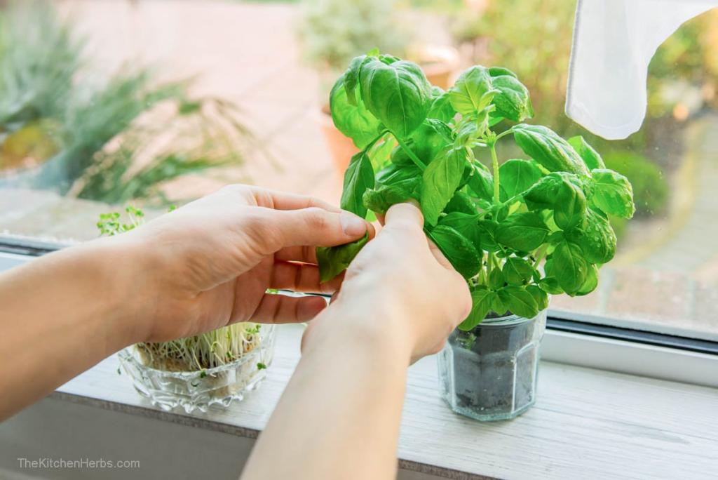 How to Harvest Basil (without killing the plant) - The Kitchen Herbs