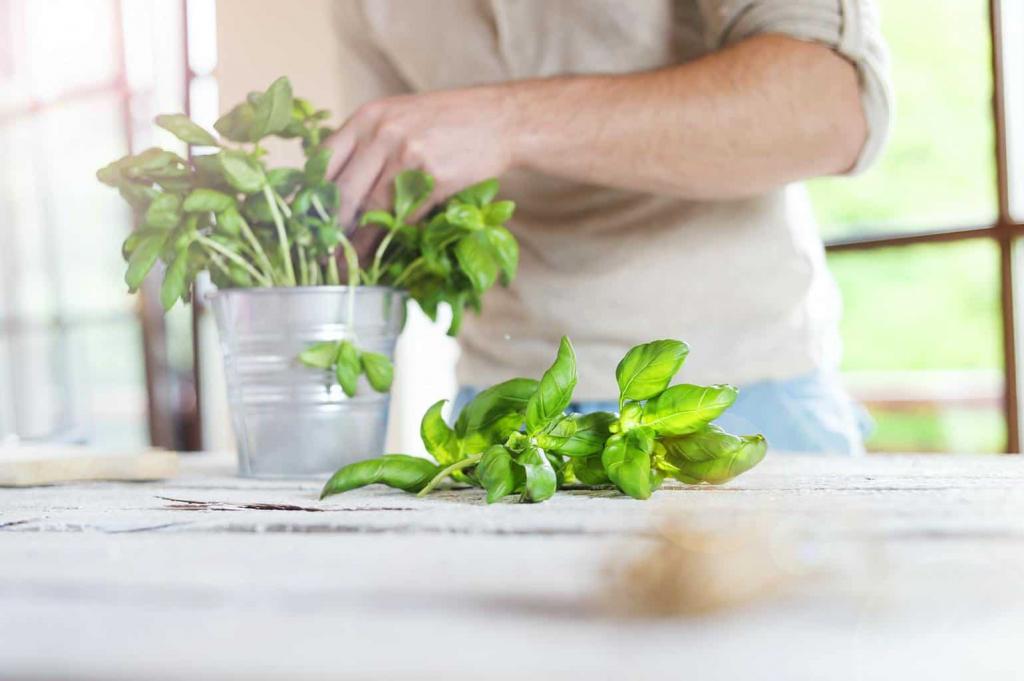 How to Harvest Basil Without Killing the Plant - 5 Easy Steps - Outdoor Happens