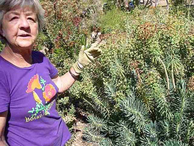 Euphorbia, pruning tips - YouTube