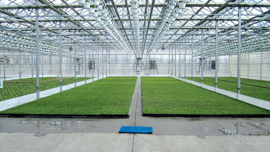 Greenhouse Profit Per Square Foot