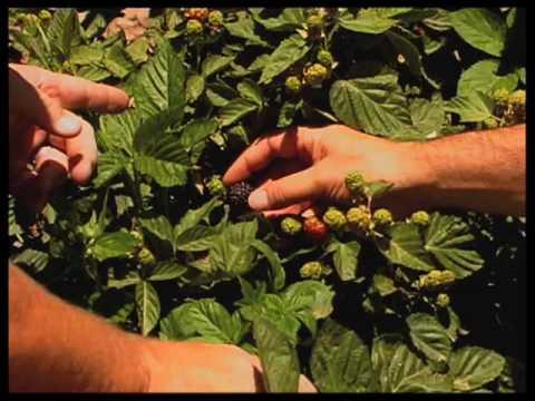 How To Grow Blackberries In Southern New Mexico - YouTube