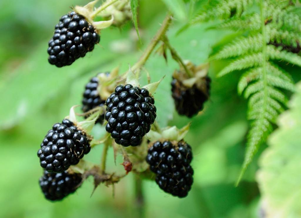 Blackberries | Agricultural Marketing Resource Center