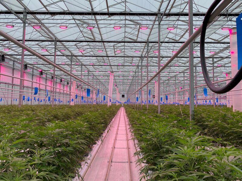 Tips for Growing Medical Cannabis in a Greenhouse | Oreon