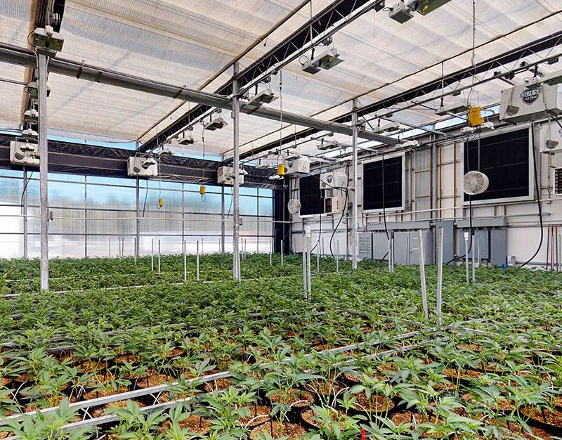 Greenhouses For Growing Cannabis: 3 Must Have Considerations - Full Bloom Light Deprivation