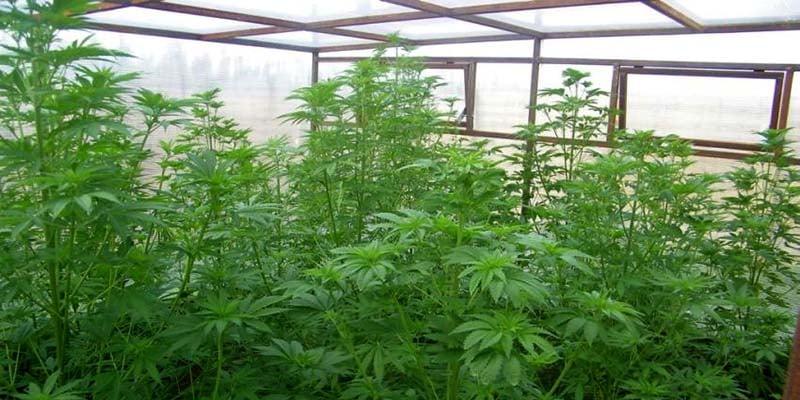 How To Tell When To Harvest Cannabis Growing In A Greenhouse? Comprehensive Guide