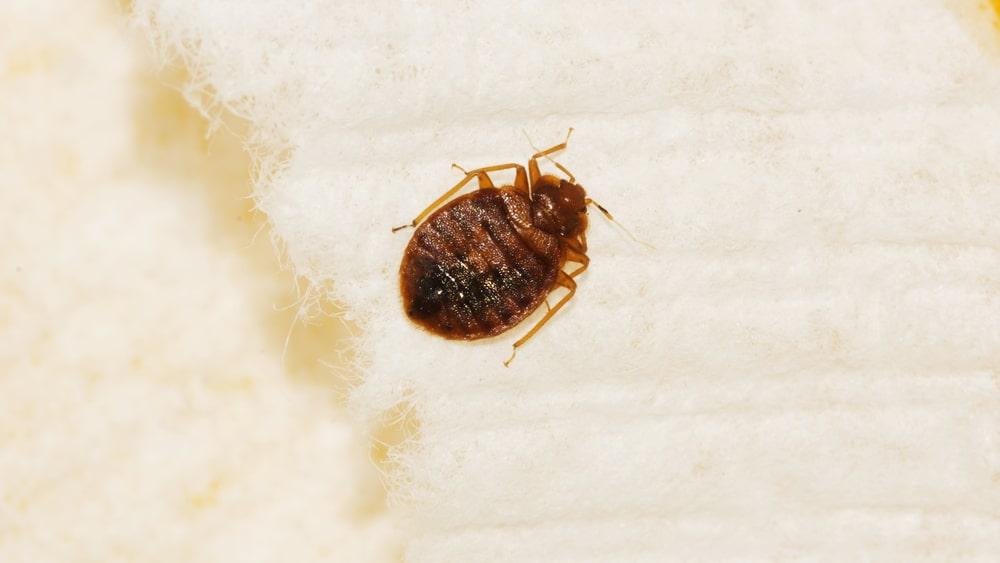 Dead Bed Bugs After Treatments: What To Do? | Terminix