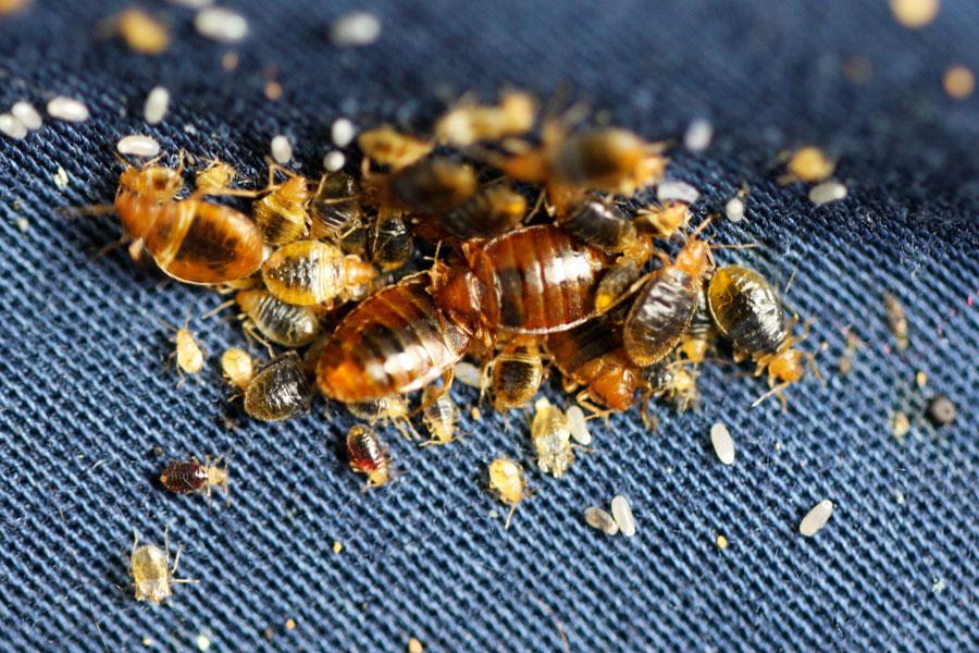 Dead Bed Bugs In House: How To Get Rid | Pestclue